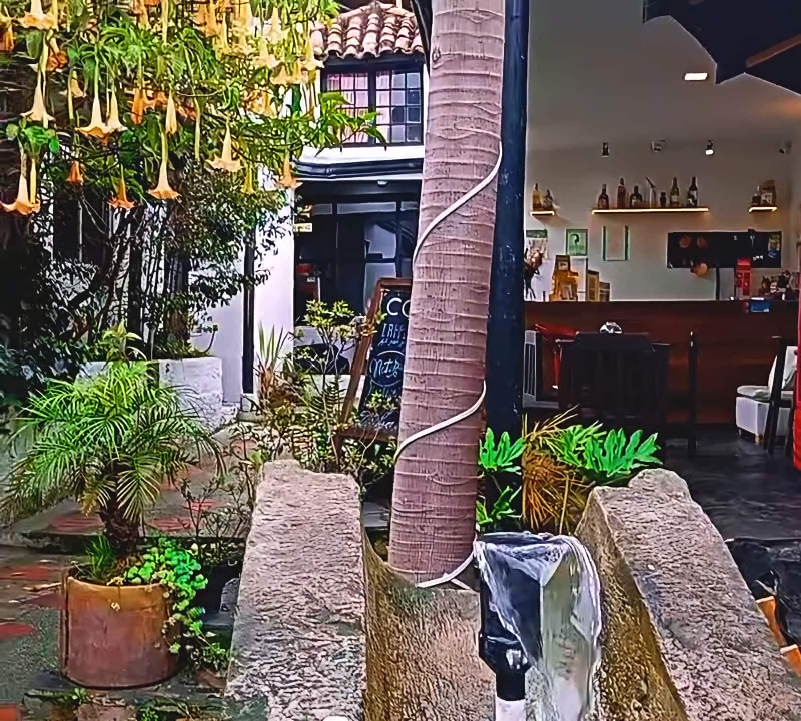 Flores de trompeta y un tronco envuelto en cuerda sobre piedras del patio, con la barra del café detrás