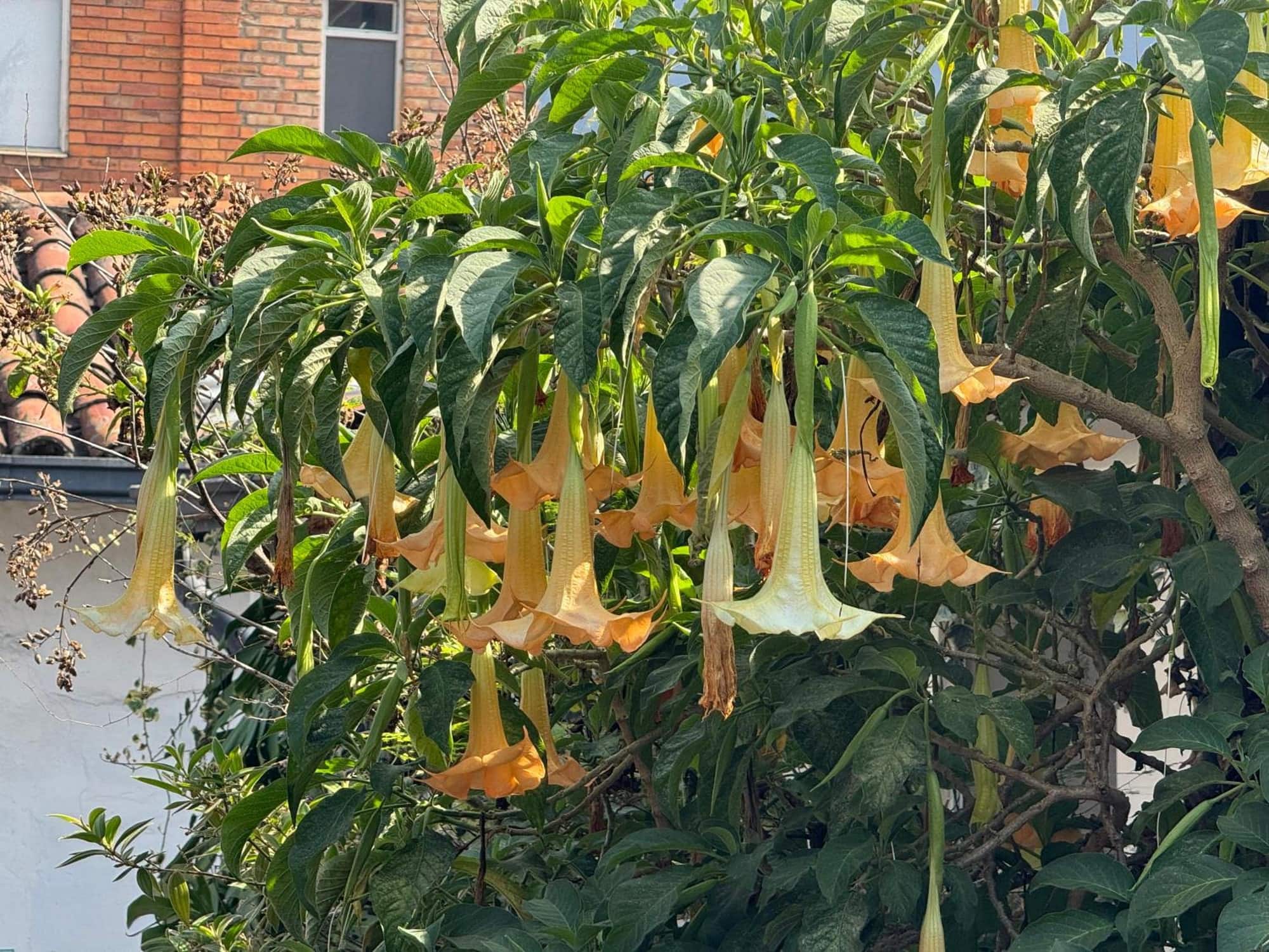 Flores de borrachero en el jardín