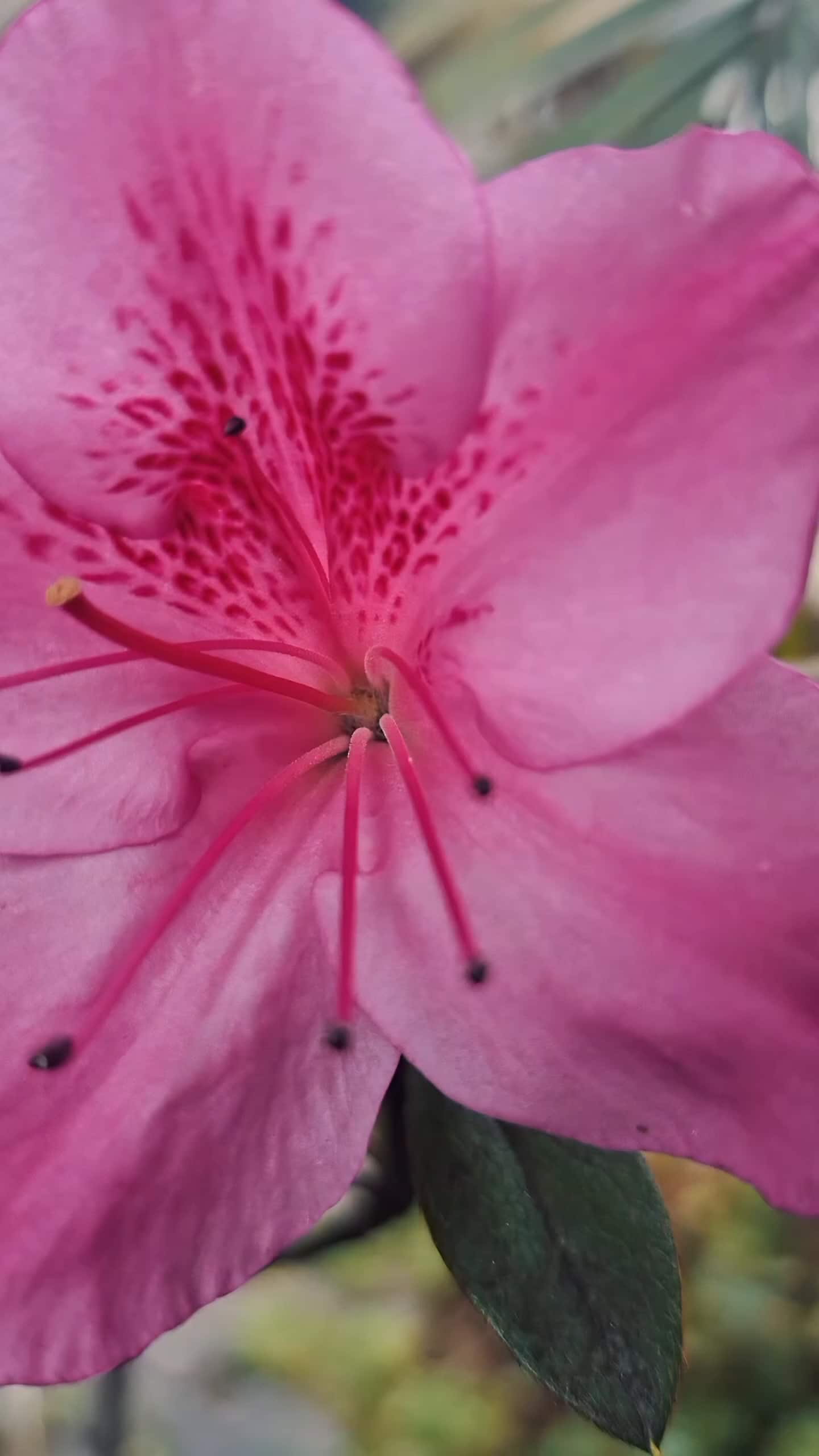 Primer plano de una flor rosada con pétalos moteados