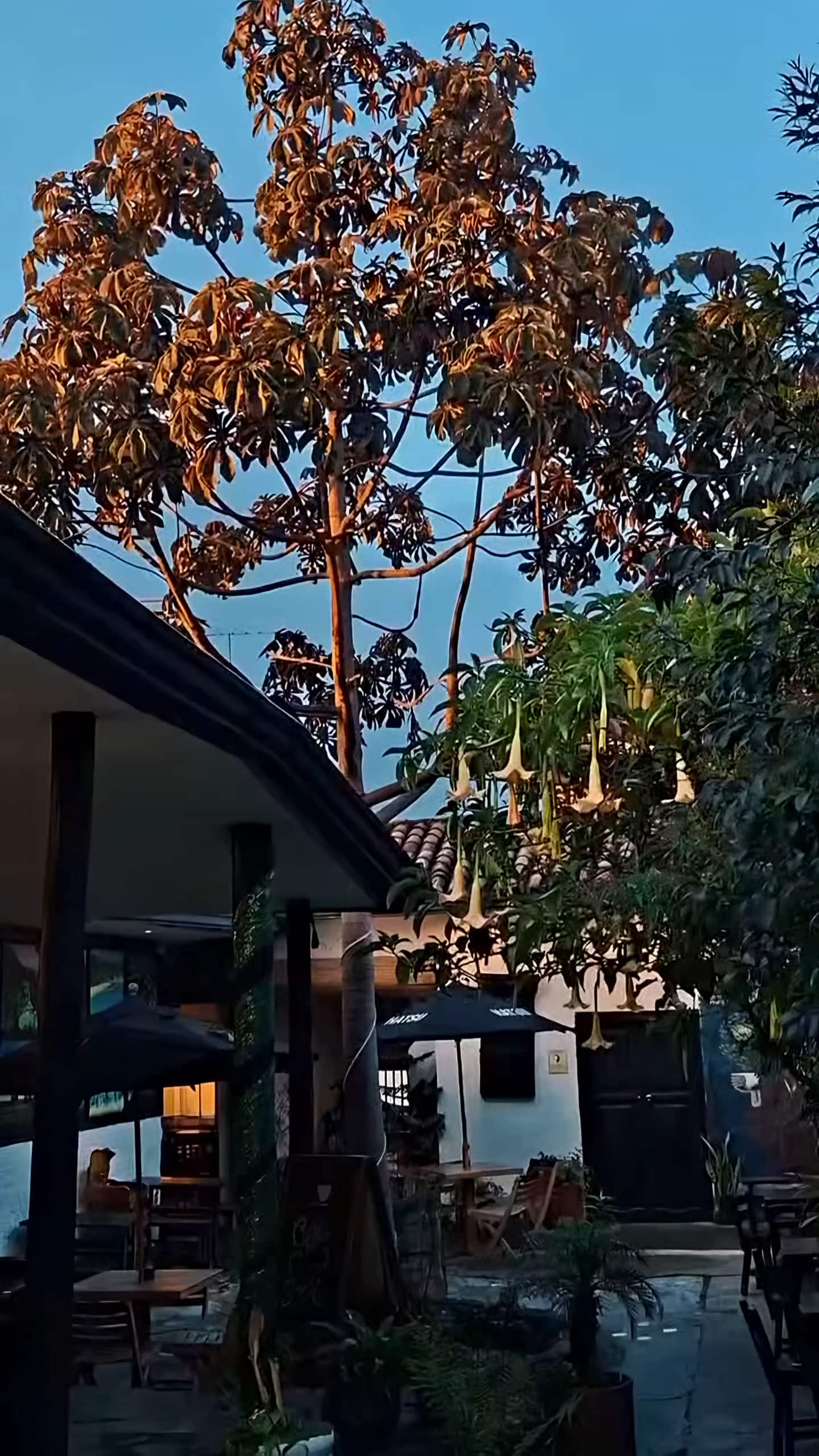 Árbol del patio con hojas iluminadas por el sol de la tarde contra el cielo azul, sobre los techos